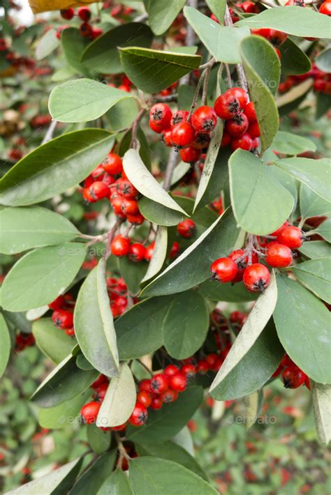 Shrubs With Very Decorative Berries